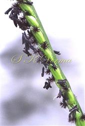  Anthers with dehiscence through pores